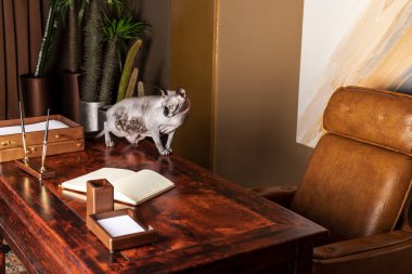 Kesinlikle güzel ve zarif bir Kanada Sphynx kedisi gri renkli, büyüleyici büyük yeşil gözleri olan eski bir ahşap masanın üzerinde yürüyor..