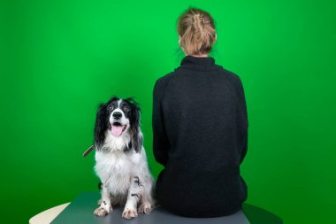 Şirin ve sevimli Rus Spaniel köpeği ve sahibi ona sırtını döndü. Yeşil arkaplanda izole edilmiş, kopyalama alanı.