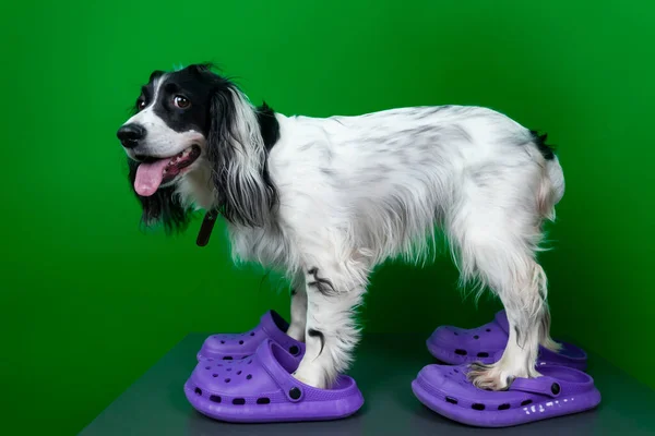 Adorable Lindo Perro Español Ruso Zapatillas Qué Perrito Más Gracioso — Foto de Stock
