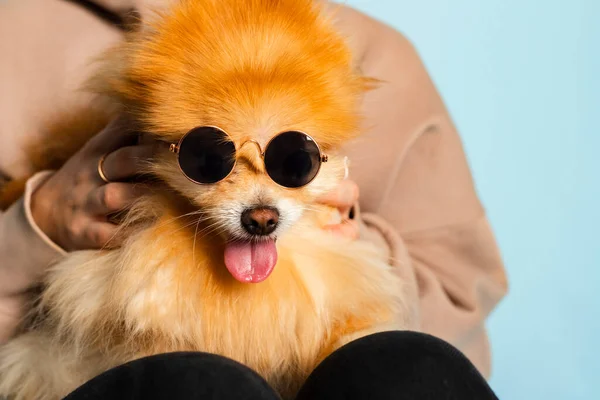 Adorable Lindo Divertido Pomeranian Spitz Gafas Sol Está Sentado Regazo — Foto de Stock