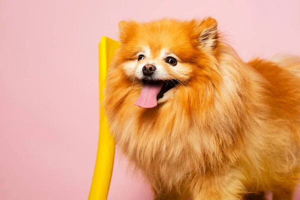 Perro Lindo Feliz Pomeranian Spitz Sacando Lengua Permaneciendo Una Silla — Foto de Stock