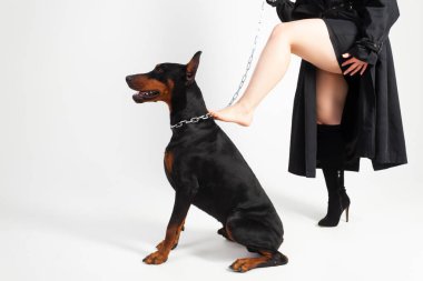 Zincirli genç, güzel bir doberman ve sahibi, uzun siyah ceketli, parlak kırmızı rujlu zarif bir kız, bir ayakkabısını kaybetmiş. Beyaz bir arkaplanda izole edilmiş.