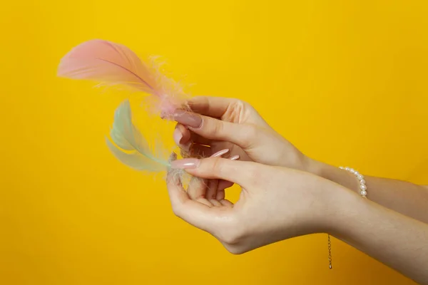 stock image Close-up of a girl's hands holds feathers. Isolated on yellow background.