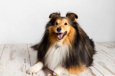 Shetland çoban köpeği. Yaratıcı bir atölyede safkan Sheltie Dog..