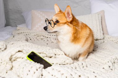 Çekici Galli Corgi yuvarlak gözlükleriyle bir yatakta uzanıyor, rahat bir battaniyenin üzerinde bir telefonla..