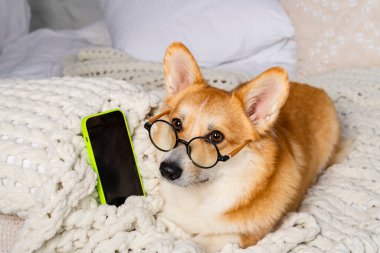 Çekici Galli Corgi yuvarlak gözlükleriyle bir yatakta uzanıyor, rahat bir battaniyenin üzerinde bir telefonla..