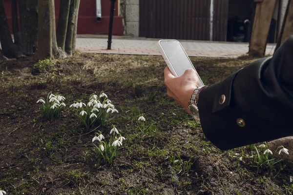 The hand of the girl with the phone is taking a photo of the first spring snowdrops.