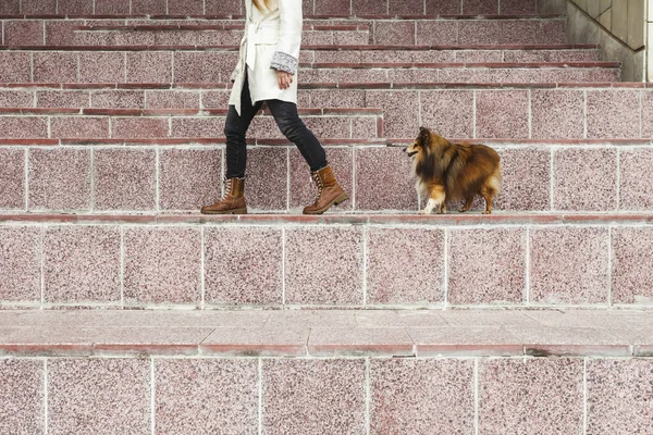 Молодая Блондинка Миниатюрная Шелти Собака Идущая Улице Стоя Высоких Ступеньках — стоковое фото