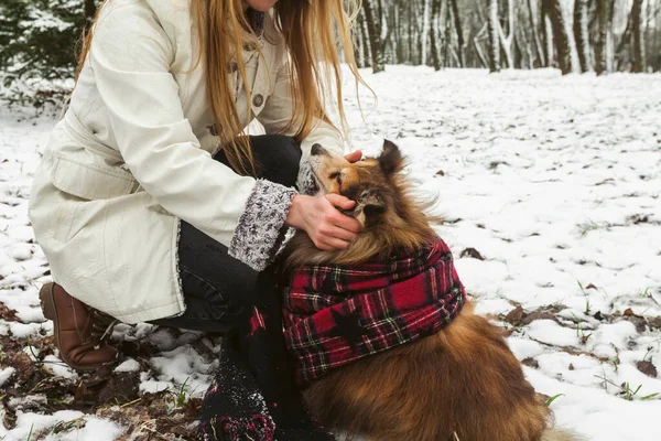 Молодая Блондинка Миниатюрная Шелти Собака Завернутая Шарф Прогуливаясь Снежному Лесу — стоковое фото