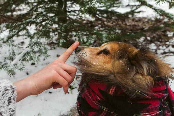 Eşarba Sarılı Minyatür Sheltie Köpeği Karlı Ormanda Parkta Yürüyor Kış — Stok fotoğraf