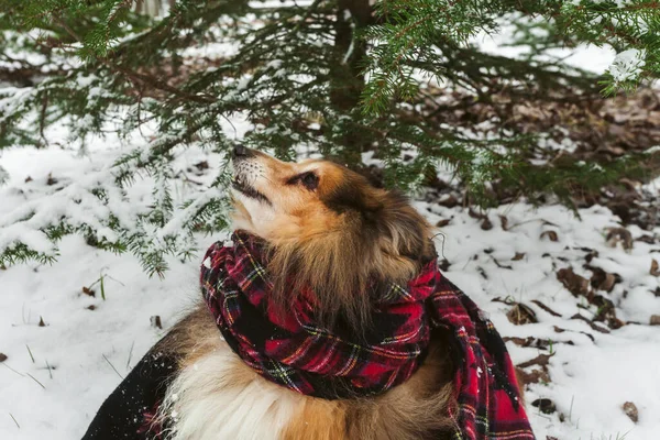 Miniature Sheltie Dog Wrapped Scarf Walking Snowy Forest Park Dog — Stock Photo, Image