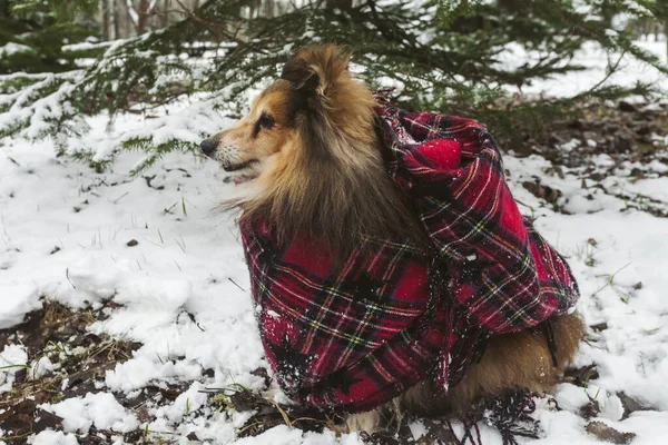 Miniature Sheltie Dog Wrapped Scarf Walking Snowy Forest Park Dog — Stock Photo, Image