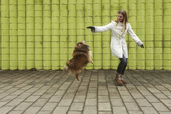Молодая Блондинка Миниатюрная Шелти Собака Развлекаются Играя Открытом Воздухе — стоковое фото