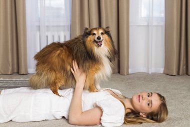 Sevimli yaşlı Minyatür Sheltie köpeği ve sahibi, sevimli sarışın kız içeride birlikte vakit geçiriyorlar. Güçlü bir dostluk ve evcil hayvanla eğlenceli bir eğlence..