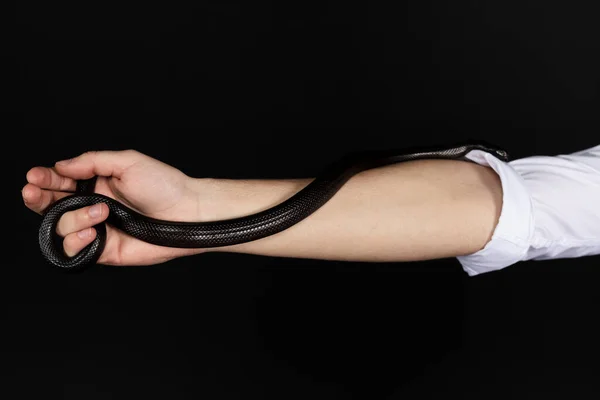 Schwarze Schlange Kriecht Auf Dem Arm Oder Der Hand Vereinzelt — Stockfoto
