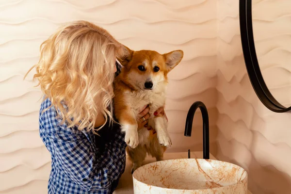 Adorable Welsh corgi Pembroke dog is afraid of having its paws washed. Scared dog does not want to take a bath.