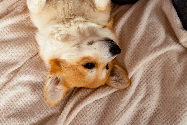 Adorable Lindo Galés Corgi Pembroke Está Acostado Espalda — Foto de Stock