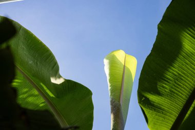 Mavi gökyüzüne karşı sivri uçlu muz yapraklarının yukarıdaki görüntüsü. Tropikal doğa görselleri, botanik içeriği, yaz temaları veya çevre dostu yaşam tarzı tasarımları için ideal