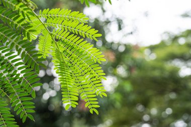 Leucaena 'nın (petai cina) arka planında bulanık yeşil ağaçlar olan yapraklarını kapatın. Botanik görseller, bitkisel içerik, tarım ormanı konuları veya doğal çevre konuları için ideal
