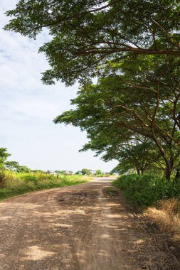 Sağ taraftaki büyük bir ağacın gölgelediği düz toprak yol. Kırsal seyahat içeriği, doğa keşfi, barışçıl manzaralar veya çevresel hikaye anlatma görselleri için ideal