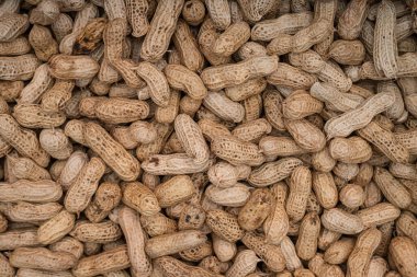 Taze hasat edilmiş ve çerçeveyi dolduran güneşte kurutulmuş fıstık. Web siteleri, tarım blogları, ambalaj tasarımı veya tarımla ilgili dergi makaleleri için ideal