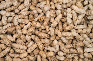 Taze hasat edilmiş ve çerçeveyi dolduran güneşte kurutulmuş fıstık. Web siteleri, tarım blogları, ambalaj tasarımı veya tarımla ilgili dergi makaleleri için ideal