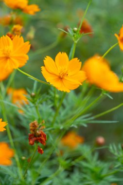 Turuncu kenikir çiçeği tamamen çiçek açmış, yeşil yapraklı canlı yapraklar.