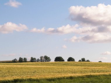 Altın tarlanın üzerinde güneşli bir gün. Doğa gerilemesi, gökyüzünde kopyalama alanı. Doğa ve tarım kavramı. Tipik Polonyalı köy manzarası. Kuzey Polonya.