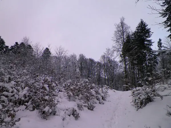 Forêt Couverte Neige Saison Hiver Kashubia Pologne — Photo
