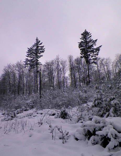 Bosque Cubierto Nieve Temporada Invierno Kashubia Polonia — Foto de Stock