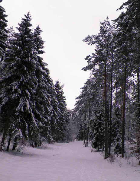 Ліс Вкритий Снігом Зимовий Сезон Кашубії Польща — стокове фото