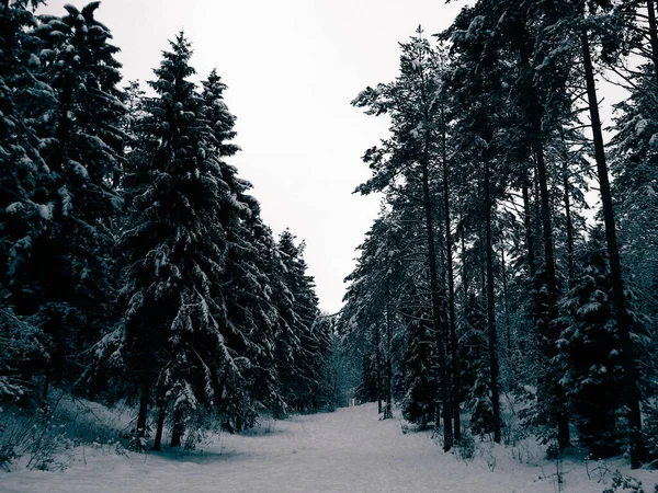 Skog Täckt Med Snö Vintersäsong Kashubia Polen Royaltyfria Stockfoton