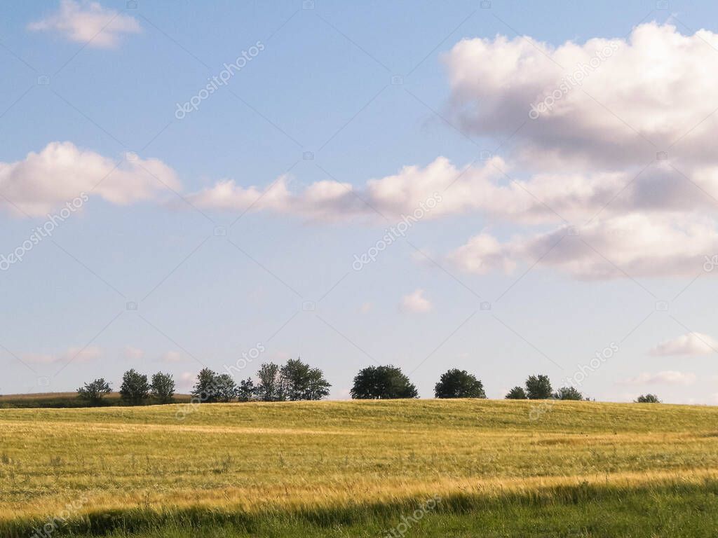 Sunny day over the golden field. Nature backgraund, copy space on sky. Nature and agriculture concept. Typical view of polish village area. Northern Poland.