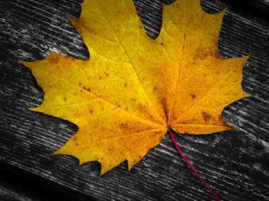 Sonbahar yaprakları doğanın arka planı olarak ahşap tahta üzerinde. Boşluğu kopyala.