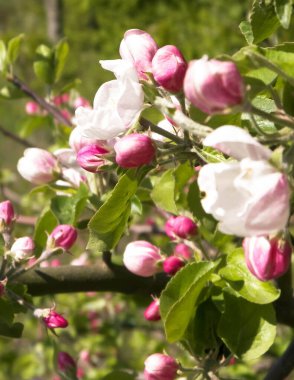 Yaz mevsiminde açan kırmızı yaban elması çiçeklerini kapatın. Vahşi doğa..