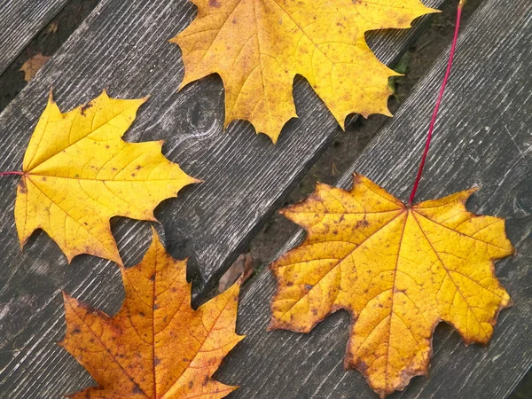 Herbstblätter Auf Holzplanken Als Naturhintergrund Kopierraum — Stockfoto