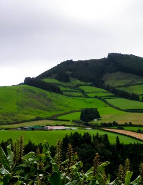 Azores adaları Sao Miguel 'in vahşi doğası. Dağlar, otlaklar, çayırlar ve tropikal ormanlar. Azores Portekiz 'in otonom bölgesi olan küçük bir takımadalardır..