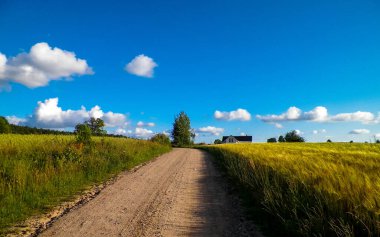 Altın tarlanın üzerinde güneşli bir gün. Doğa gerilemesi, gökyüzünde kopyalama alanı. Doğa ve tarım kavramı. Tipik Polonyalı köy manzarası. Kuzey Polonya.