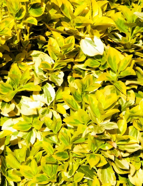 Stock image Euonymus fortunei leaves as nature background. Gardening concept. Copy space.