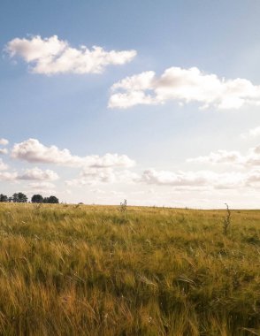Altın tarlanın üzerinde güneşli bir gün. Doğa gerilemesi, gökyüzünde kopyalama alanı. Doğa ve tarım kavramı. Tipik Polonyalı köy manzarası. Kuzey Polonya.