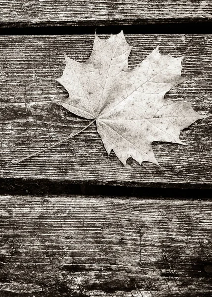 Herbstblätter Auf Holzplanken Als Naturhintergrund Kopierraum Filter Abgeschwächt — Stockfoto