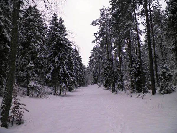 Δάσος Καλυμμένος Χιόνι Χειμερινή Περίοδος Στην Kashubia Πολωνία — Φωτογραφία Αρχείου