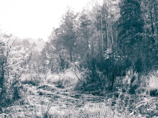 Осенний Лесной Пейзаж Осенний Сезон Польше Природа Концепция Путешествий Абстрактный — стоковое фото