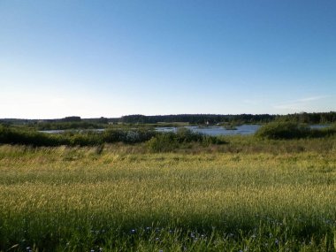 Arka planda çayır ve gölet manzarası. Yaz mevsimi, cilalı doğa, Kashubian 'dan fotoğraf, Pomeranya Voyvodalığı.