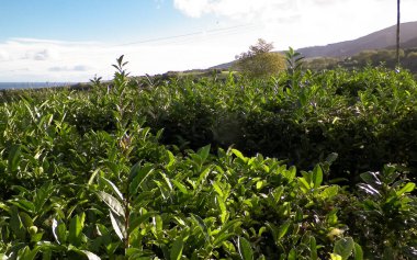 Yeşil tepelerin manzarası ve çayır tarlaları. Azores Adaları.