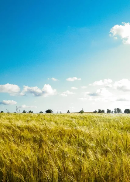Sonniger Tag Über Dem Goldenen Feld Natur Hintergrund Raum Himmel — Stockfoto