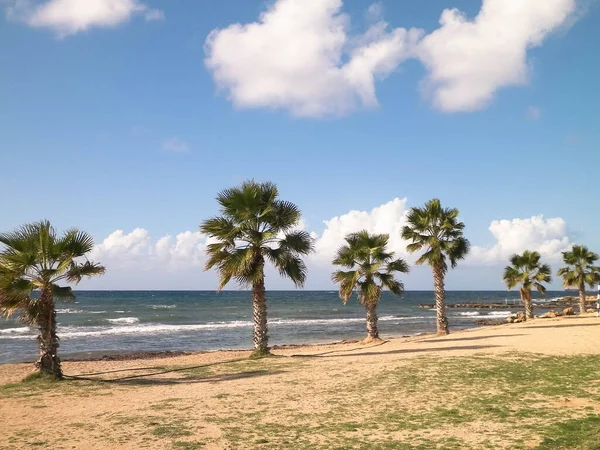 Kumsal Palmiye Ağaçları Akdeniz Kıyısı Kıbrıs Adası — Stok fotoğraf