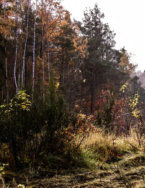 Podzimní Lesní Krajina Podzimní Období Polsku Příroda Koncept Cestování — Stock fotografie