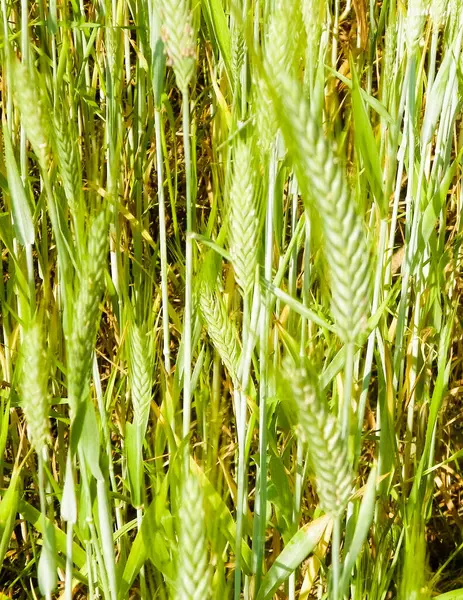 Zavřít Pšeničné Rostliny Jako Přírodní Zázemí Koncept Přírody — Stock fotografie