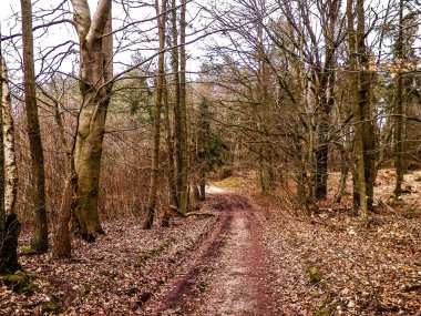 Kış tatilinden sonra orman tekrar uyanır. Bahar güneşi ağaçların arasından doğuyor Polonya doğası. Doğa konsepti.